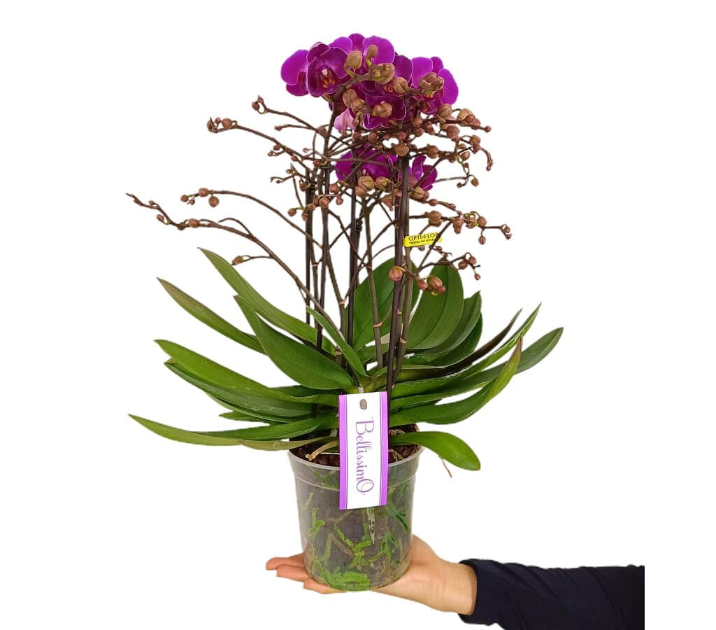 Orquídea Phalaenopsis Bellissimo Amore M15_0