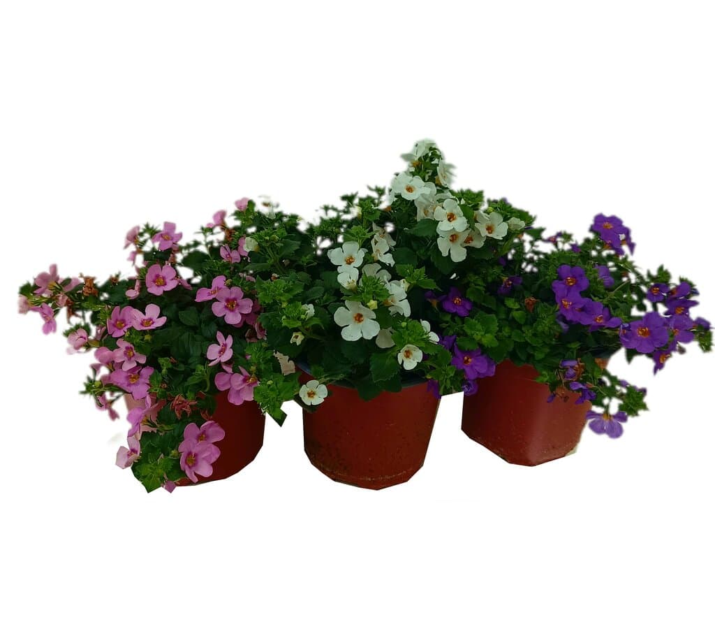 Bacopa M13_0