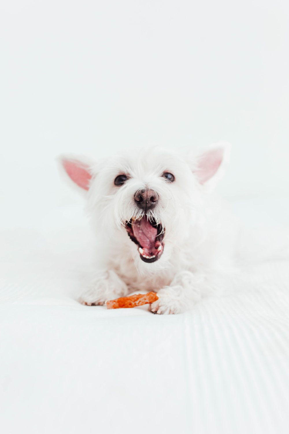 Bimordiscos Filetes De Pato Para Perros Y Gatos - 1kg 1 Kg_2