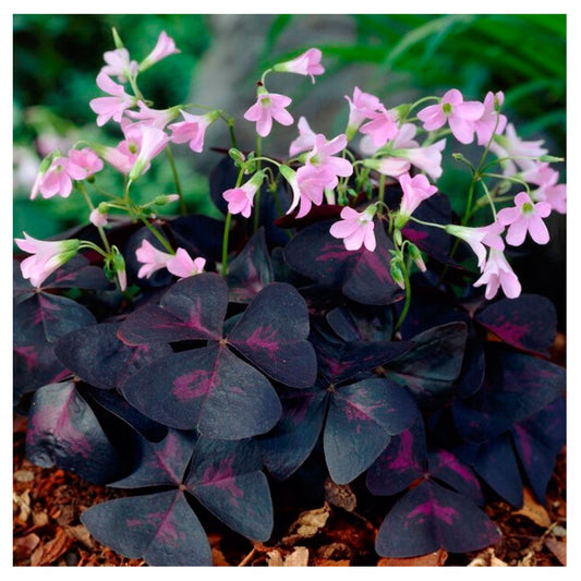 Lote 10 Bulbos Oxalis Sunny Planta Mariposa_0