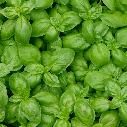 Semillas Albahaca Genovesa Ecológica Biodinámicas Demeter_0