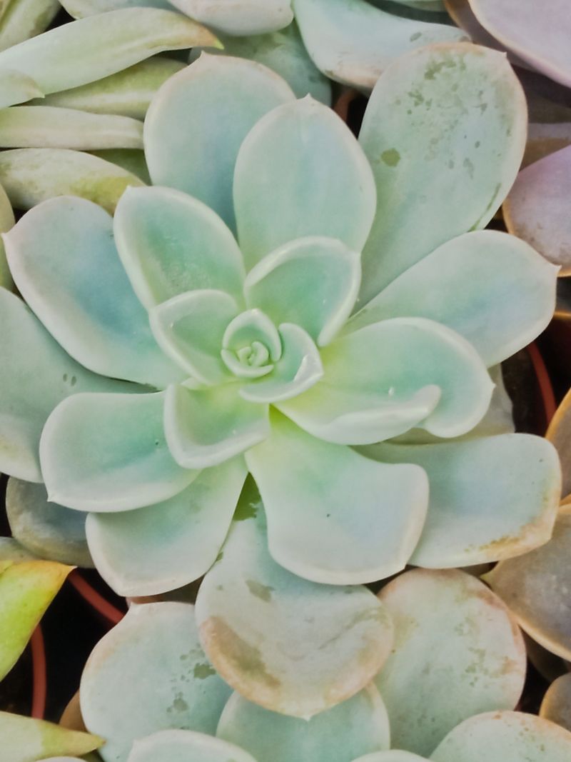 Echeveria Orpet Planta Suculenta Plantas De Sol_0