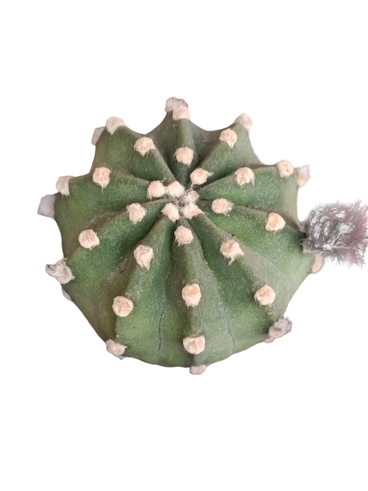 Echinopsis Denudatum Cactus Ø8 Planta Natural_0