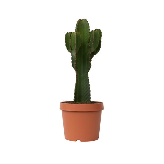 Euforbia Candelabro - Euphorbia Ingens - Altura 85-95cm - ⌀24cm_0