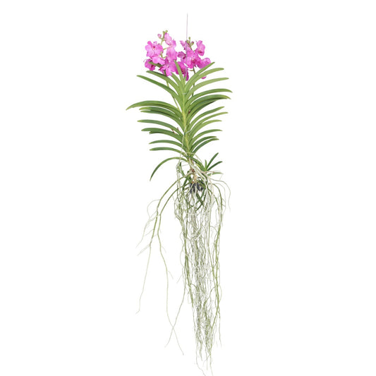 Orquídea Vanda - Vanda 'pink' - Altura 45-55cm_0