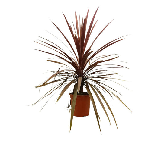 Cordyline Red Star M24 120cm_0