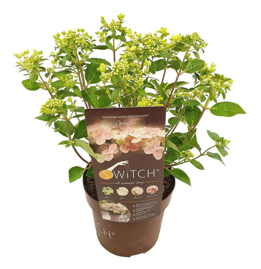 Hortensia - Hydrangea Paniculata '(s)witch Ophelia' - Altura 30-40cm - ⌀19cm_0