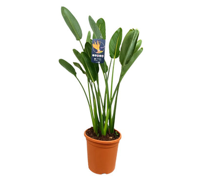 Strelitzia Regina M30 120cm (ave Del Paraíso)_0