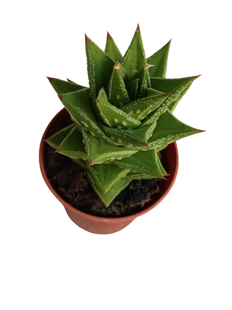 Astrolista Bicarinata Planta Suculenta Ø5 Haworthia_0