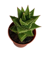 Planta Suculenta Astrolista Bicarinata Ø5 Haworthia
