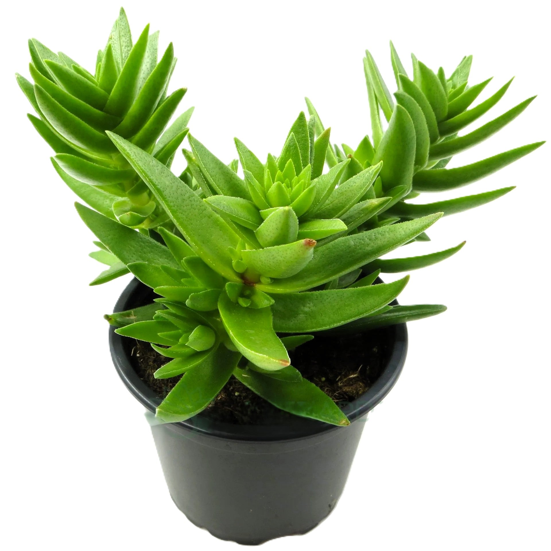 Crassula Capitella Subsp. Thyrsiflora; Planta Suculenta Verde; Curiosarium; Diámetro Maceta 10,5 Cm_0