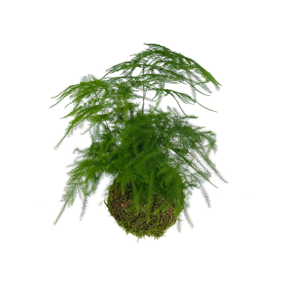 Kokedama Asparragus Colgante_2