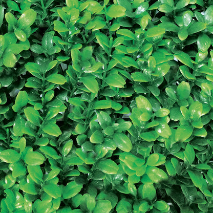 Pack De 4 Losetas De Jardín Vertical Boj Mahón - Transformación Verde 0,5x0,5 M / Multicolor_1