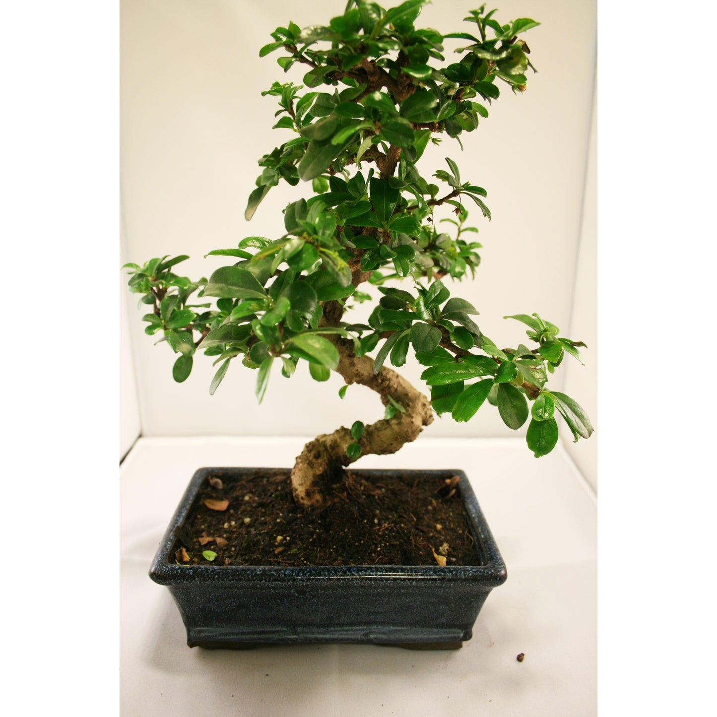Bonsai Carmona microphylla 8 anos
