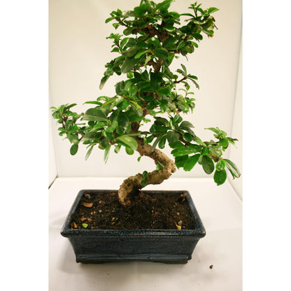 Bonsai Carmona microphylla 8 anos