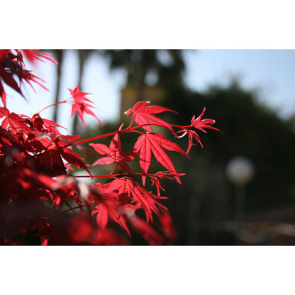 Bonsai Acer palmatum deshojo 7 anos Maple