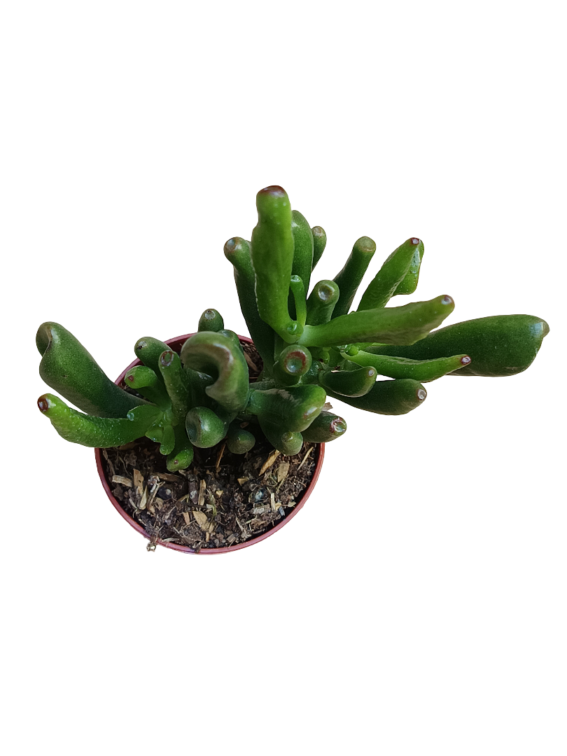 Crassula Ovata Ogro Horn Tree Planta Suculenta De La Suerte Ø5_0