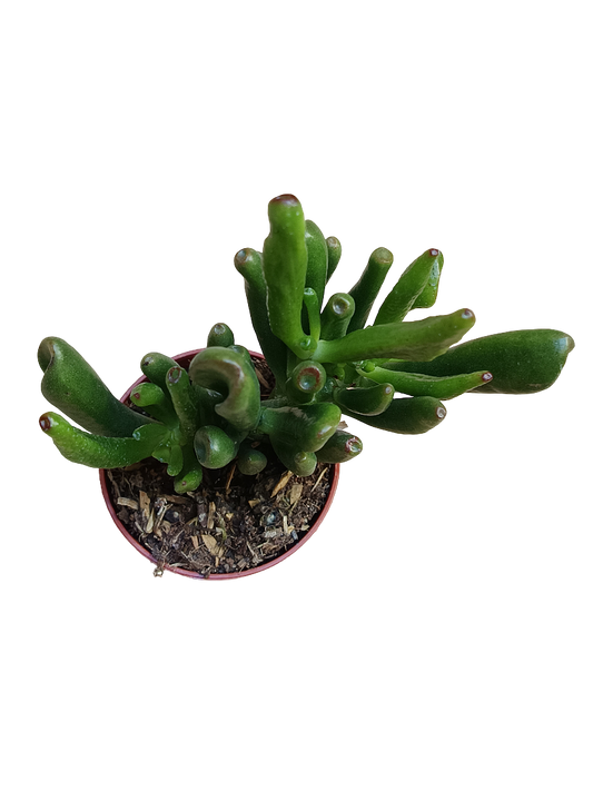 Crassula Ovata Ogro Horn Tree Planta Suculenta De La Suerte Ø5_0