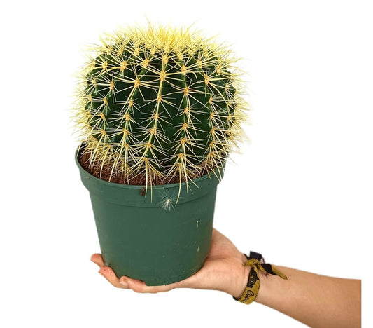 Echinocactus Grusonii M16_0