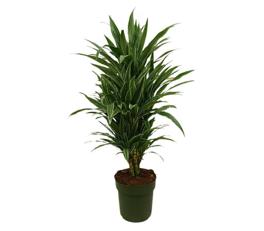Dracena Warneckei M27 80-100cm_0
