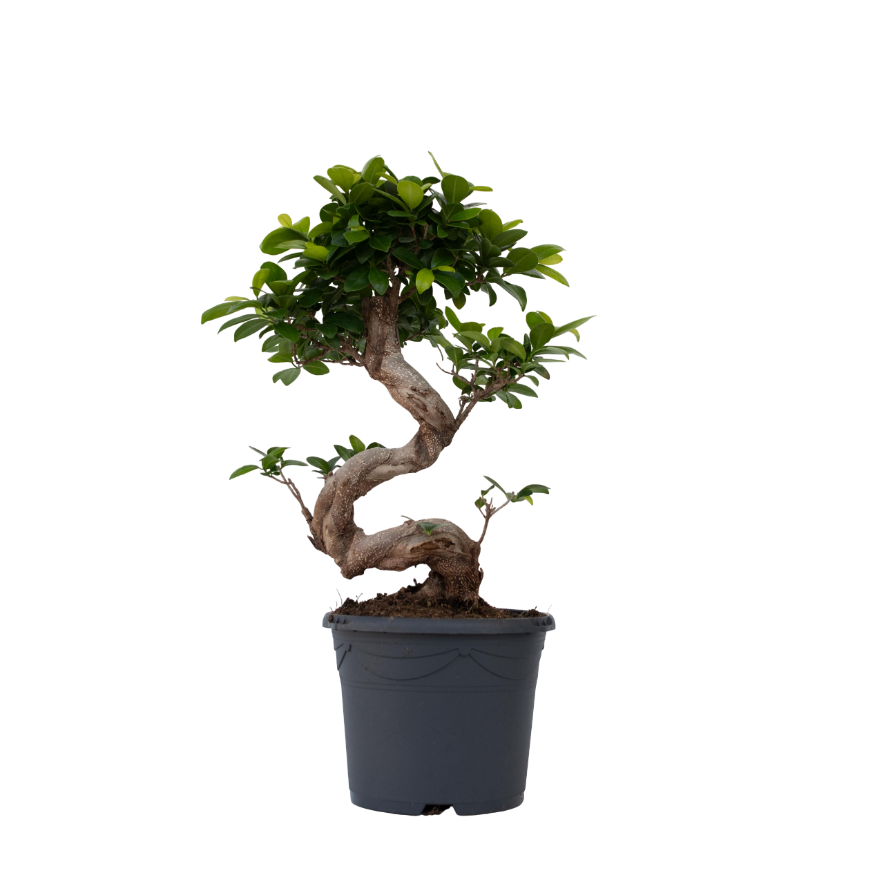 Laurel De Indias - Ficus Microcarpa 'ginseng' - Altura 55-65cm - ⌀20cm_0