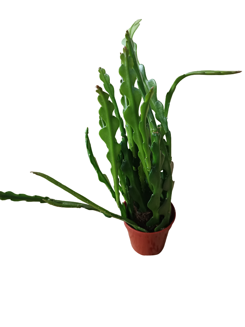 Epiphyllum Anguliger Planta Zig Zag Suculenta Colgante Ø6_0