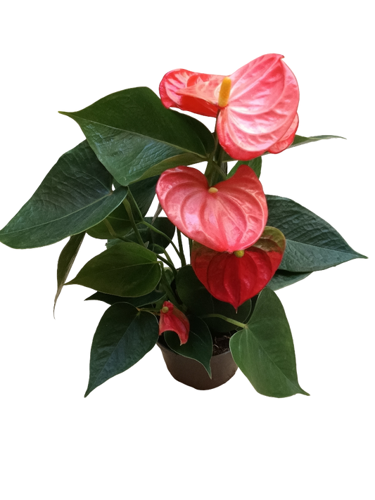 Anthurium Flor Naranja Planta De Interior Ø9 Cm_0
