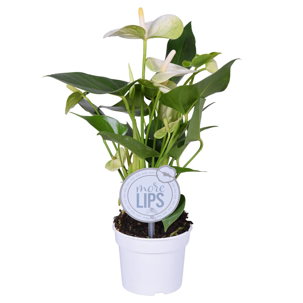 Anthurium Andreanum M9 25cm_1