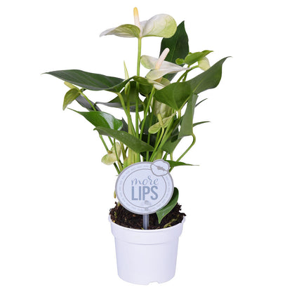 Anthurium Andreanum M9 25cm_1
