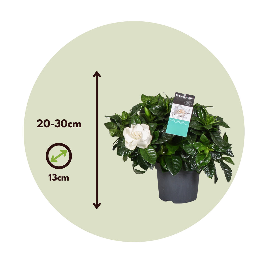 Jazmín De Arabia - 2 Pzs - Gardenia Jasminoides - Altura 20-30cm - ⌀13cm_2