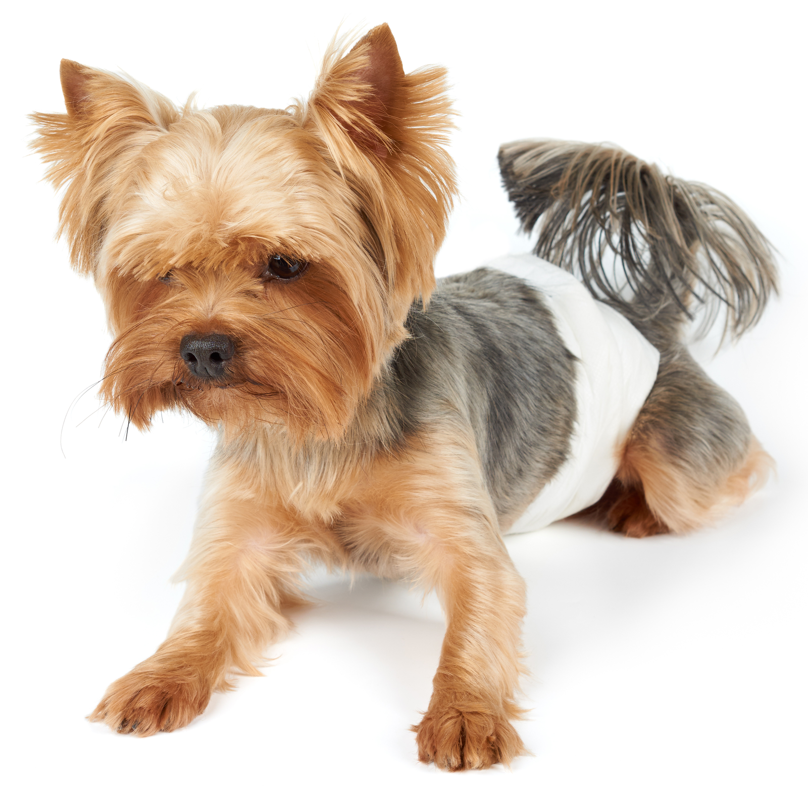Pañales Desechables Para Perros Macho 12 Unidades Talla S_2