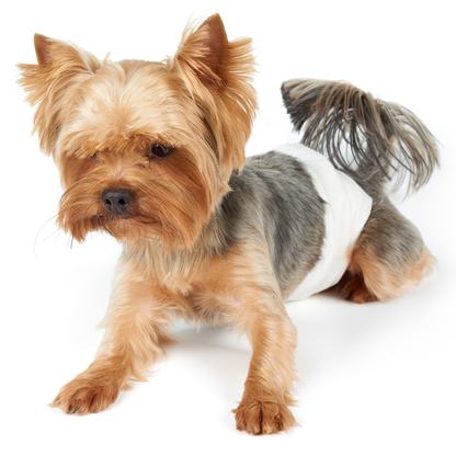 Pañales Desechables Para Perros Macho 12 Unidades Talla S_2