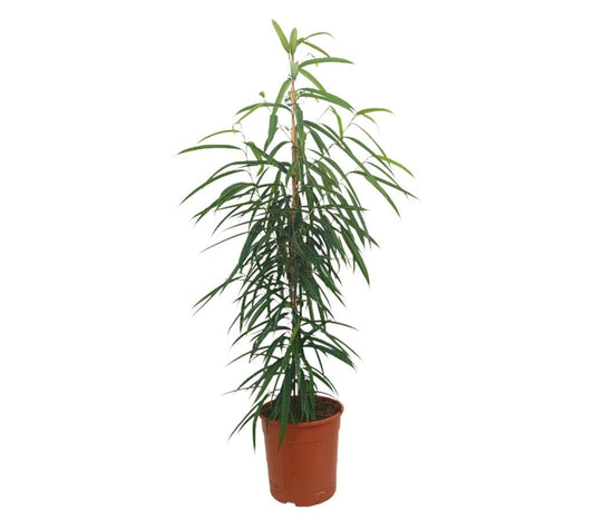 Ficus Binnendijkii Alii M27 180cm_0