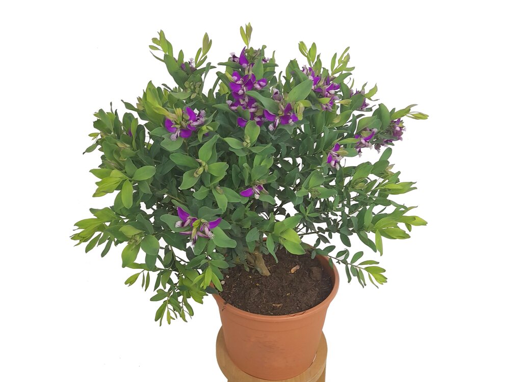 Polygala Myrtifolia M22 40cm (lechera Del Cabo)_1