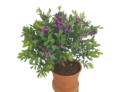 Polygala Myrtifolia M22 40cm (lechera Del Cabo)_1
