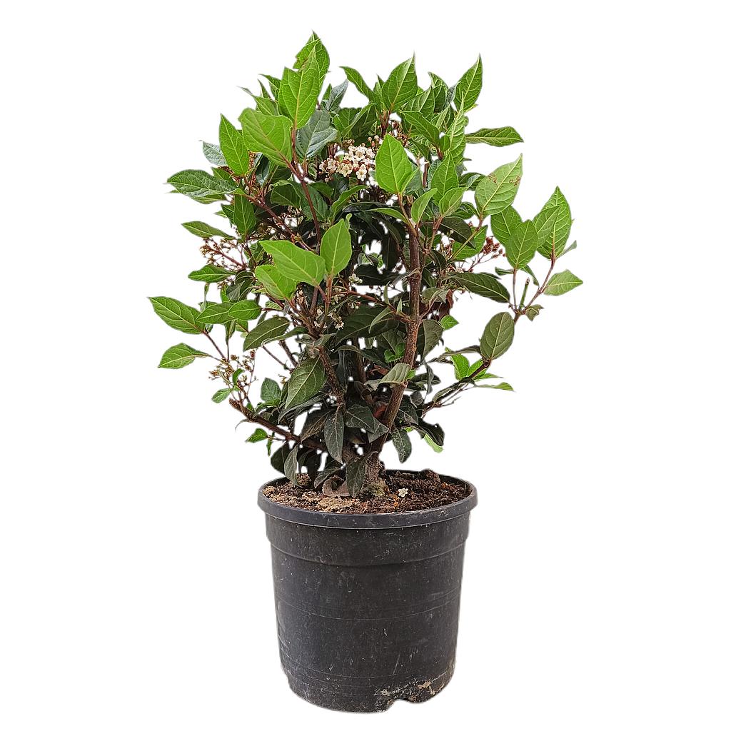Viburnum Tinus Eve Price M19 40cm_0