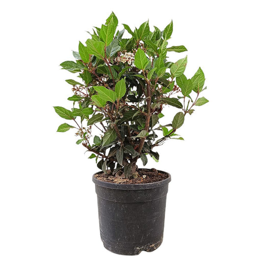 Viburnum Tinus Eve Price M19 40cm_0