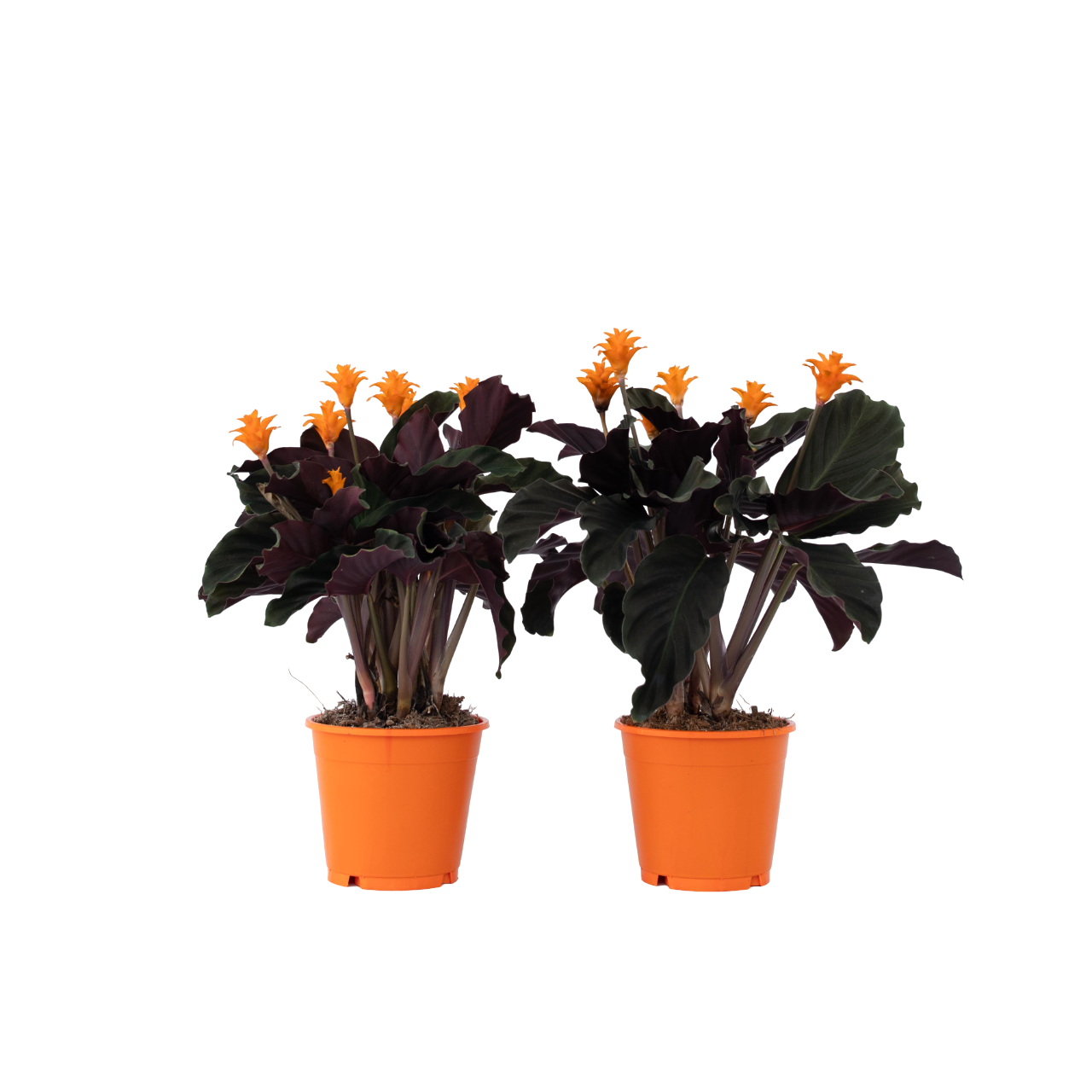 Flor De La Llama Eterna - 2 Pzs - Calathea 'tassmania' - Altura 40-50cm - ⌀14cm_0