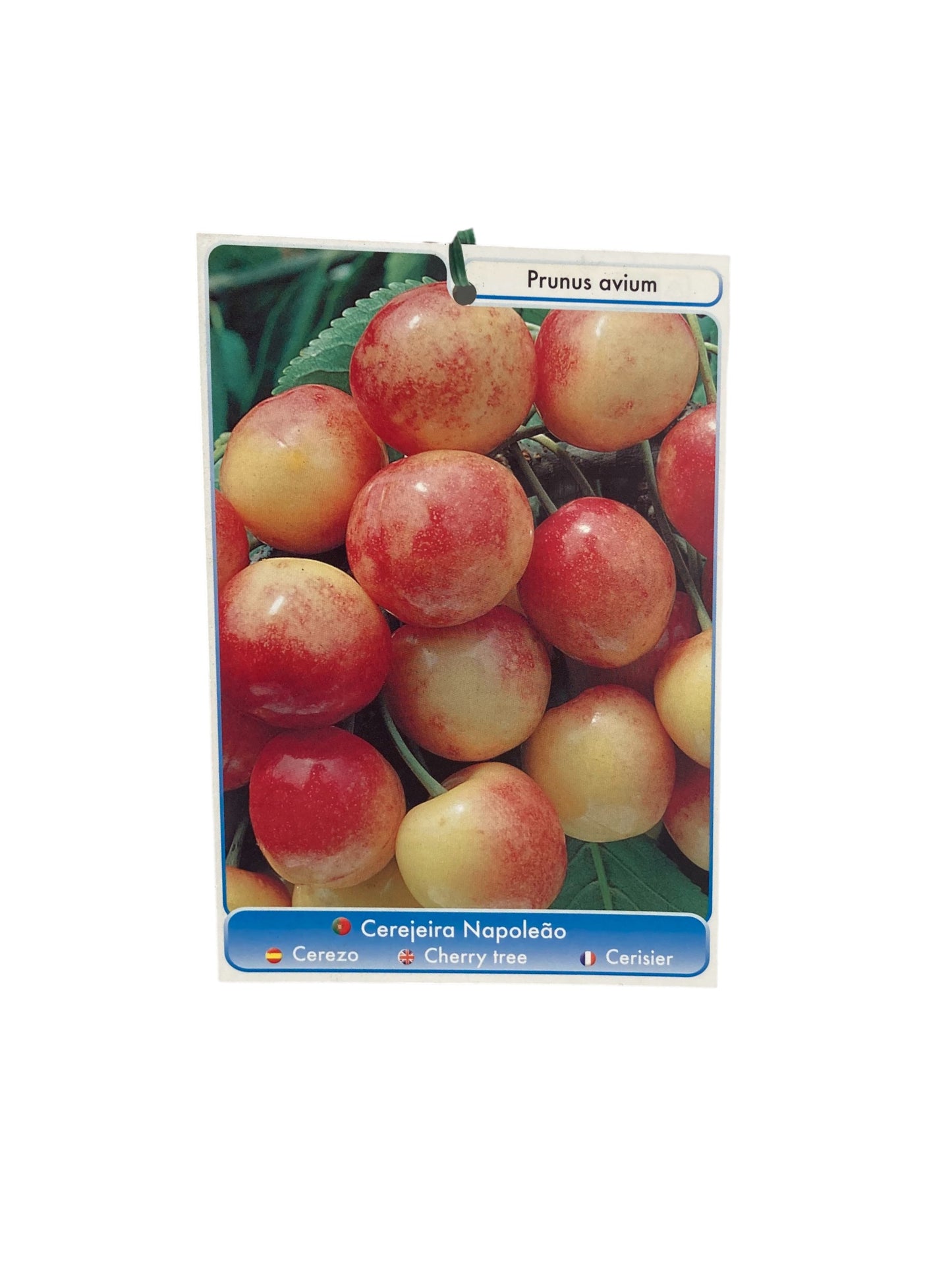 Frutal Cerezo Napoleón Cepellón 140 CM_1