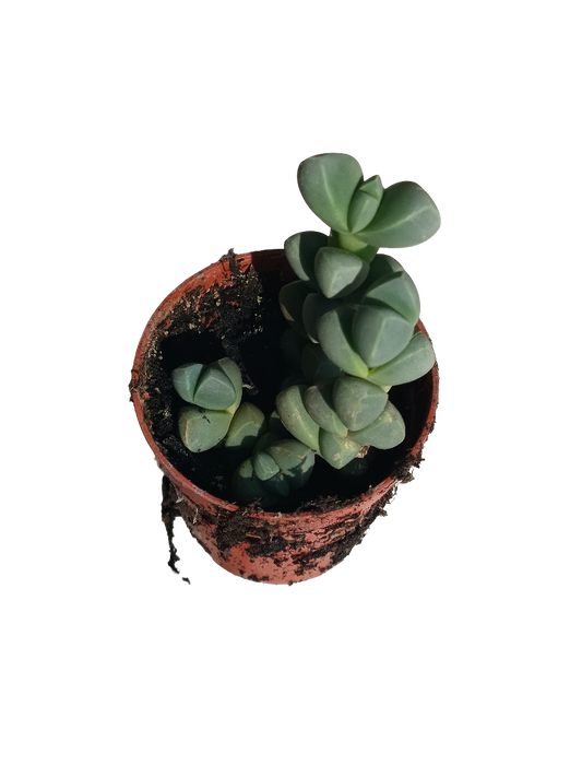 Corpuscularia Lenmanii Planta Suculenta Ø5 Cms_0