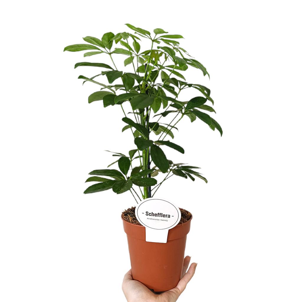 Schefflera Nora M13_0