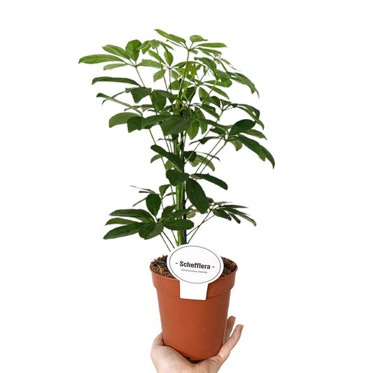 Schefflera Nora M13_0