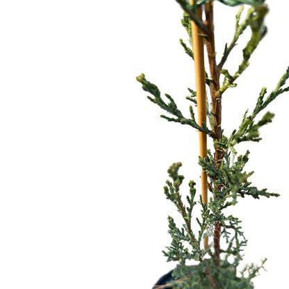 Ciprés Árbol Ornamental Para Jardines Y Paisajes (cupressus Spp.)_1