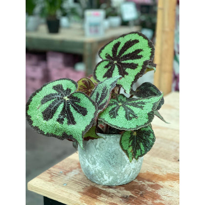 Begonia Masoniana M15 40cm_2