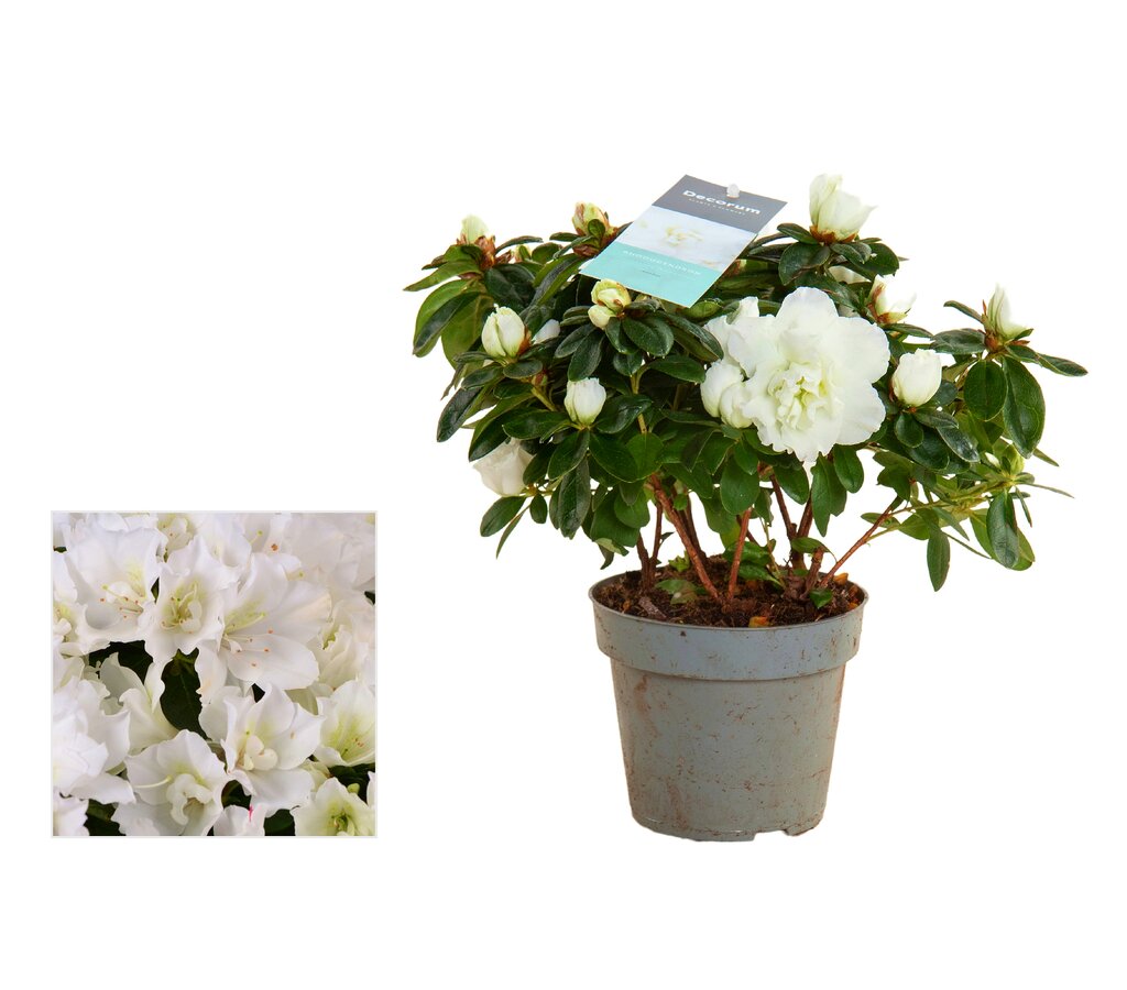 Azalea Vogel M13_0