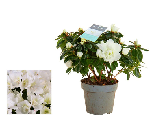 Azalea Vogel M13_0