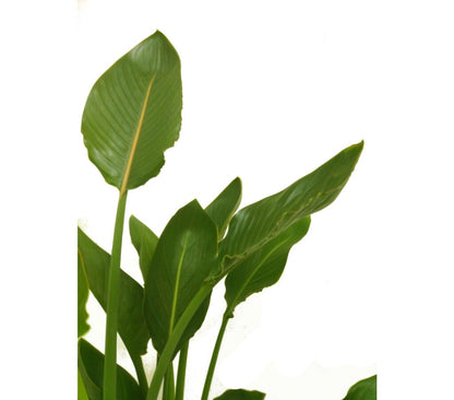 Strelitzia Regina M27 100cm_1
