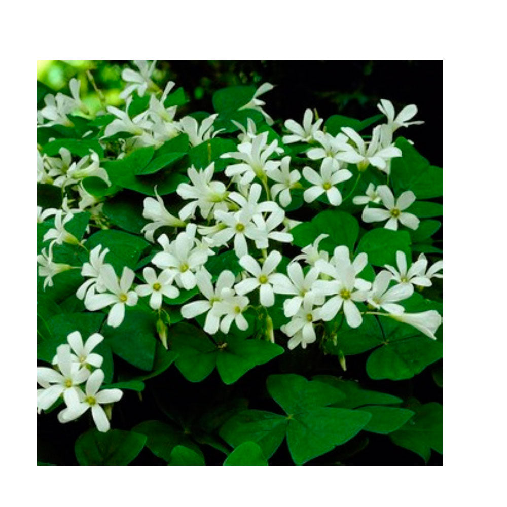 10 Bulbos De Oxalis Triangularis Variedad Ssp. Papilionacea Planta Mariposa_0