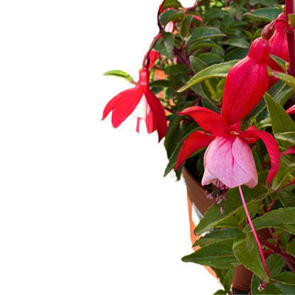 Fuchsia Planta Con Flor De Exterior_1