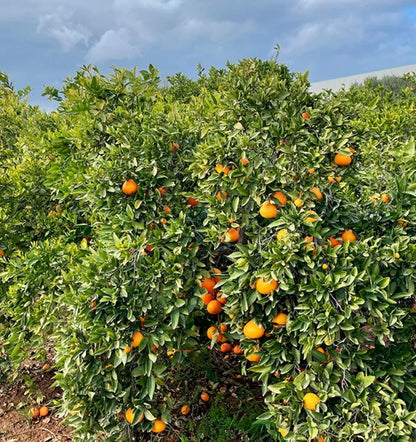 Caja De Naranjas Valencianas Frescas Tropitop 9kg_2